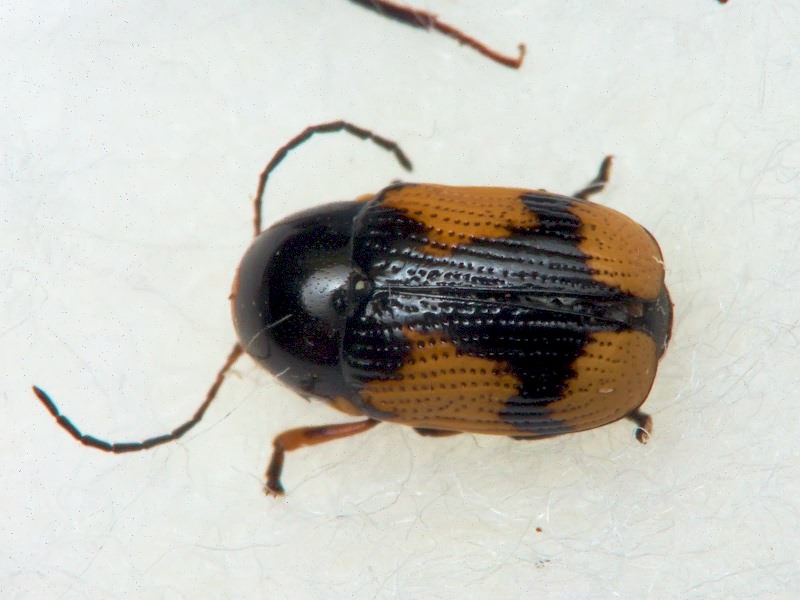 Cryptocephalus (Cryptocephalus) moraei (Linnaeus, 1758)